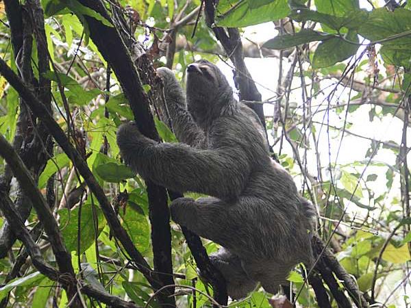 Costa Rica wildlife vacations
