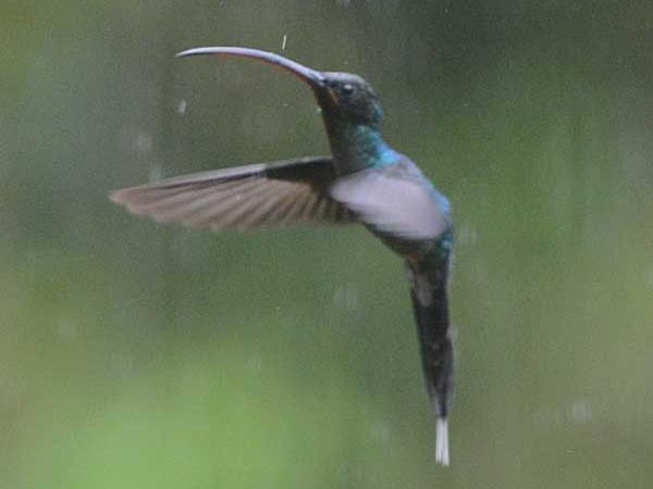 Costa Rica wildlife vacations