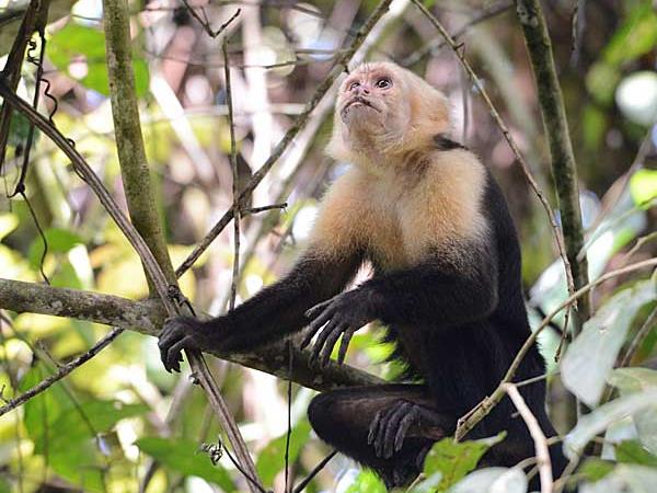 Costa Rica wildlife vacations