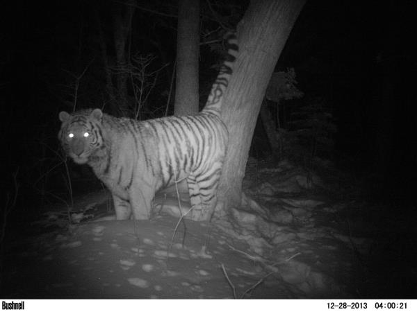 Siberian Tiger & Amur Leopard tours in Russia