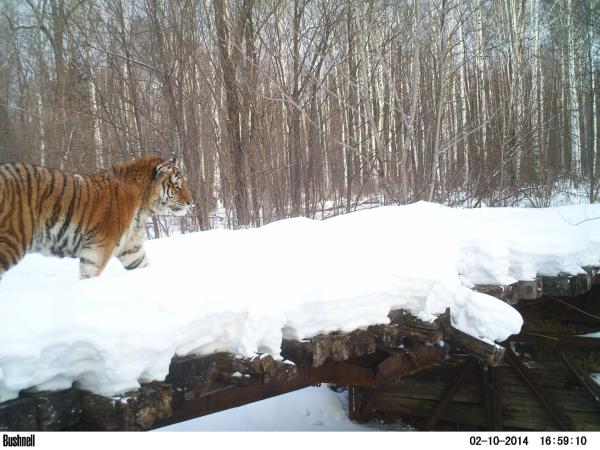 Siberian Tiger & Amur Leopard tours in Russia