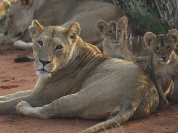 South Africa Garden Route wildlife holiday