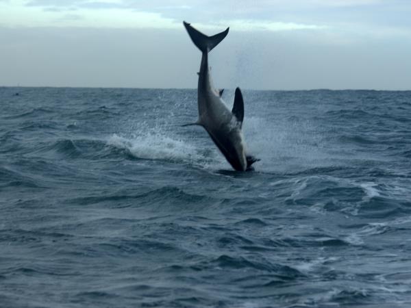 South Africa Garden Route wildlife holiday