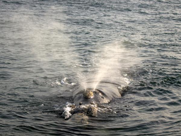 South Africa Garden Route wildlife holiday