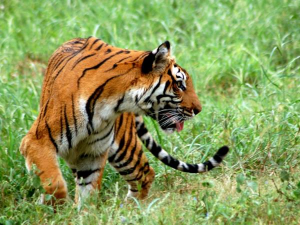 Southern India wildlife vacation, private departure