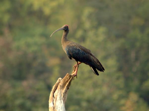 Southern India wildlife vacation, private departure
