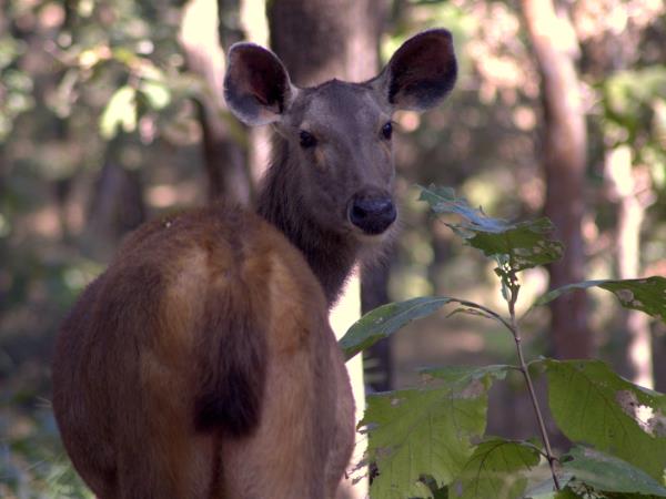 Southern India wildlife vacation, private departure