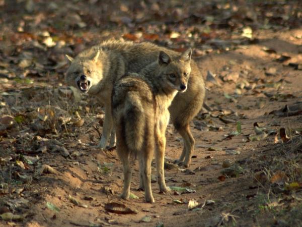 Southern India wildlife vacation, private departure