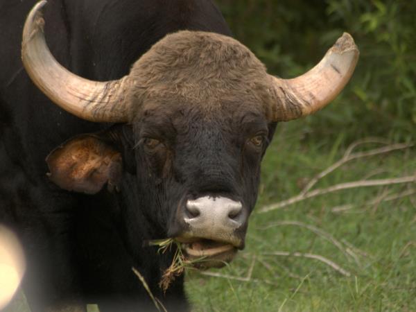 Southern India wildlife vacation, private departure