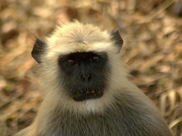 Southern India wildlife vacation, private departure