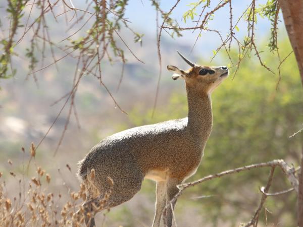 South Rift Valley and South Kenya safari