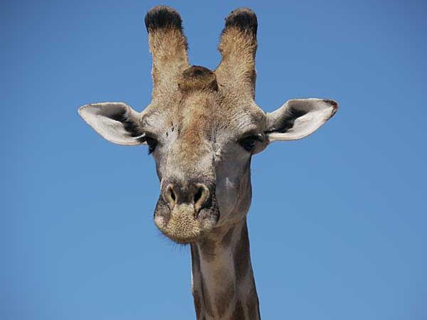 Botswana luxury tailor made vacation