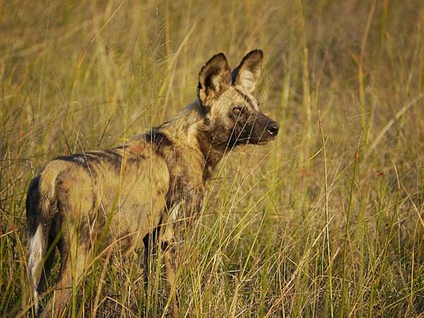 Botswana luxury tailor made vacation
