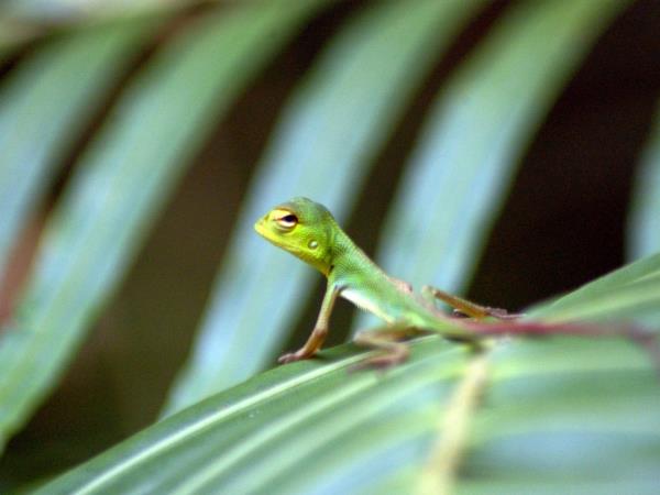 Sri Lanka wildlife tour