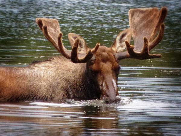 Denali National Park holiday in Alaska