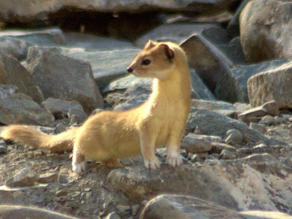 Tibet wildlife vacation, Tibet Plateau mammals