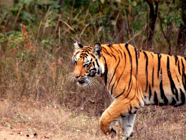 Tigers safaris in India