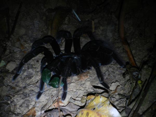 Chalalan Ecolodge in Madidi National Park