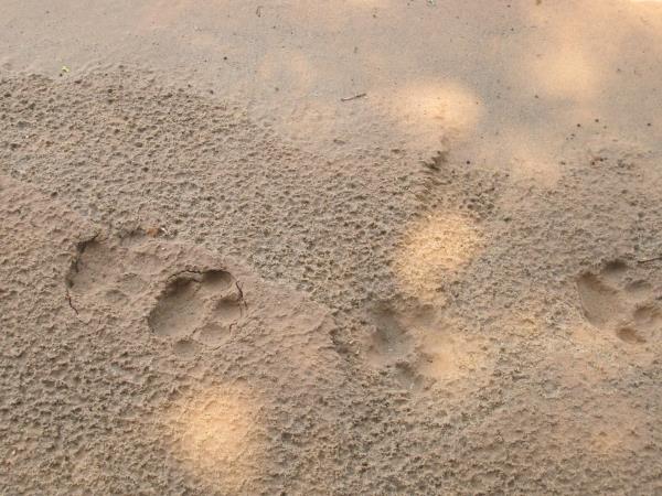 Chalalan Ecolodge in Madidi National Park