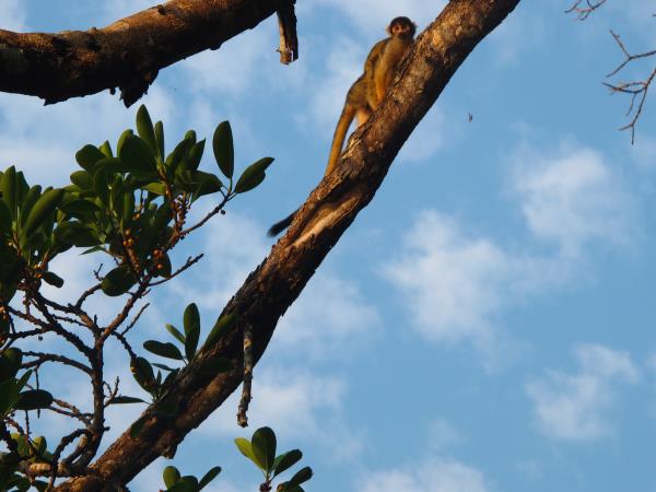 Chalalan Ecolodge in Madidi National Park