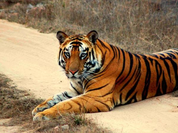 Tigers safaris in India
