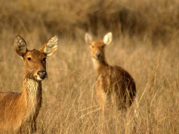 Tigers safaris in India