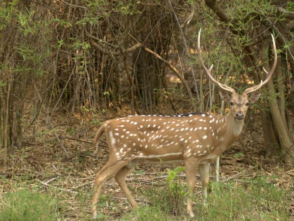 Tigers safaris in India