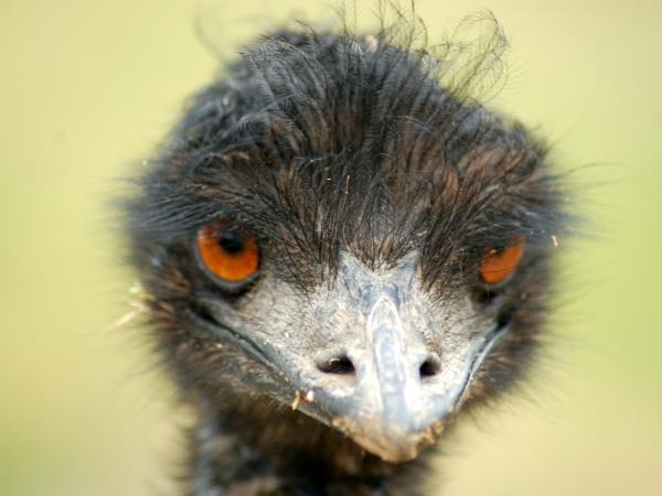 Western Australia wildlife vacation
