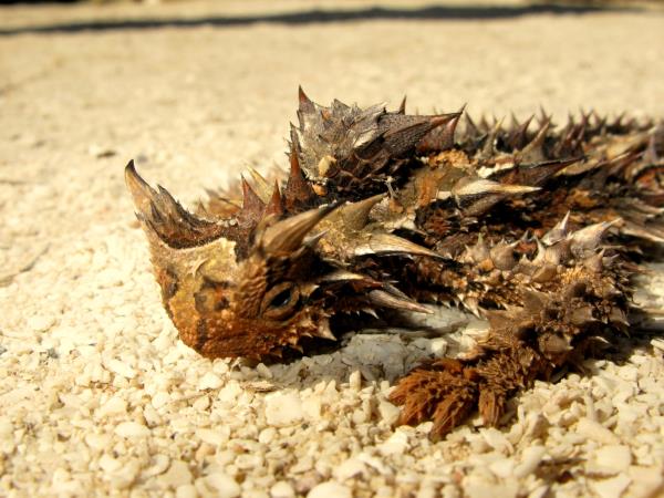 Western Australia wildlife vacation