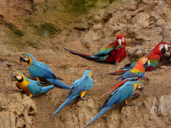 Peru Amazon Rainforest family adventure