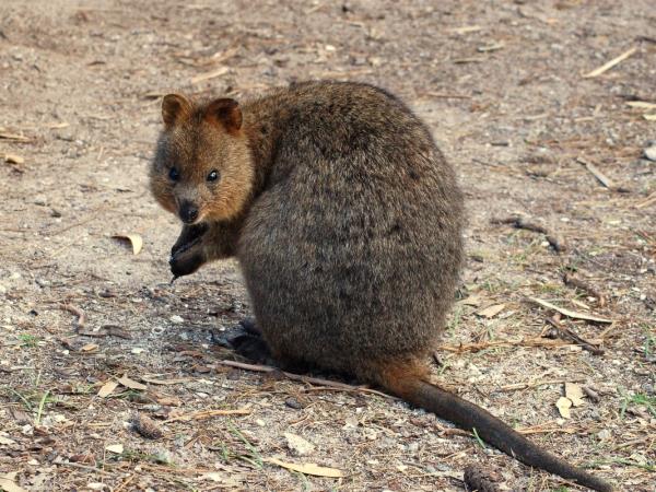 Western Australia wildlife vacation