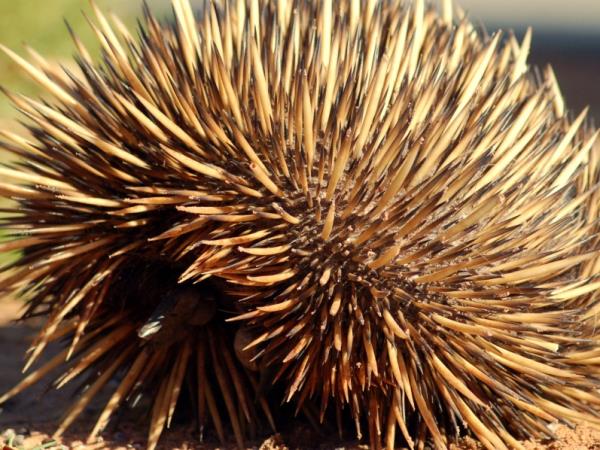 Western Australia wildlife vacation