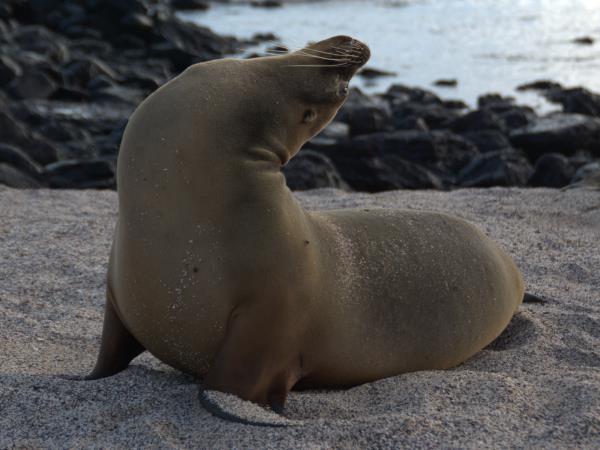 Galapagos tailor made adventure vacation