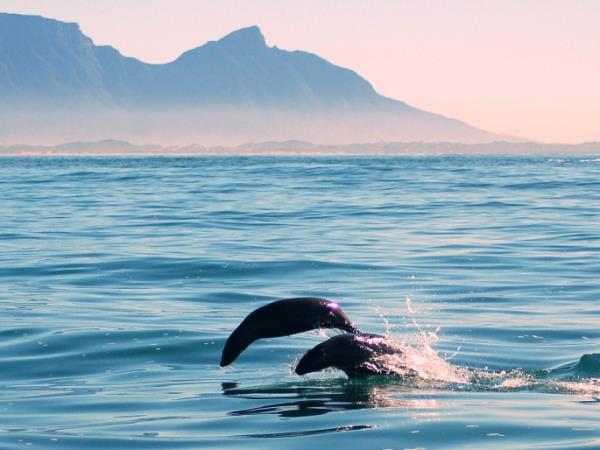 Western Cape wildlife vacation in South Africa