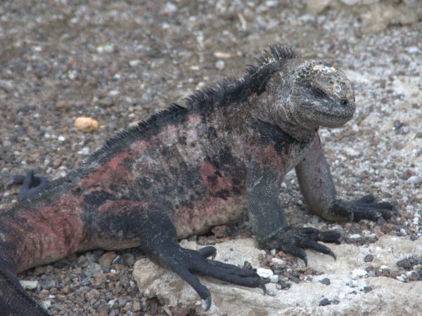 Galapagos tailor made adventure vacation