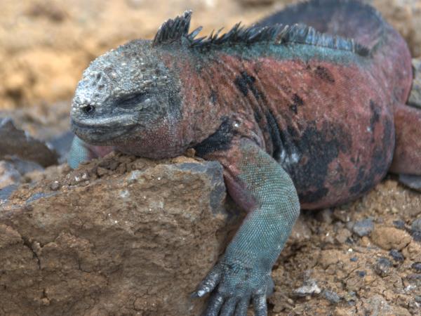 Galapagos tailor made adventure vacation