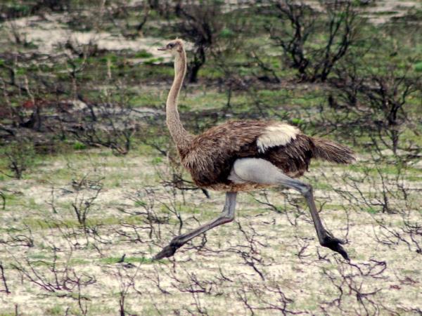 Western Cape wildlife vacation in South Africa