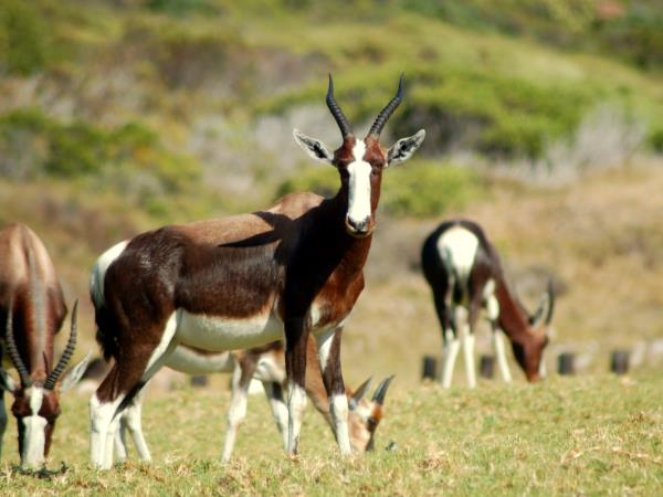 Western Cape wildlife vacation in South Africa