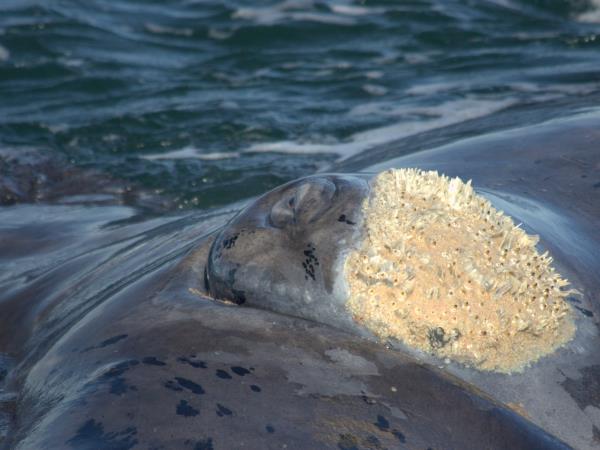 Western Cape wildlife vacation in South Africa