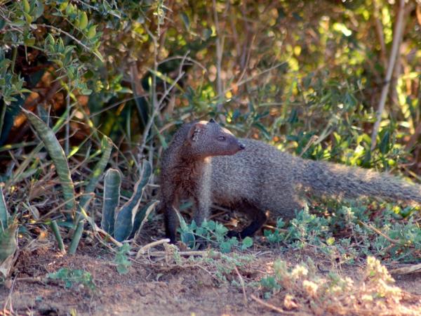 Western Cape wildlife vacation in South Africa
