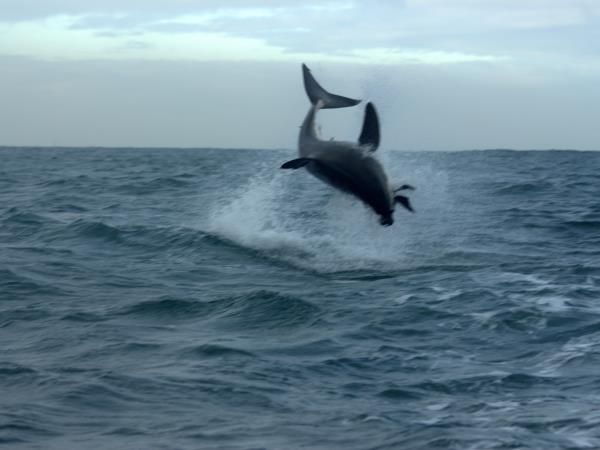 Western Cape wildlife vacation in South Africa