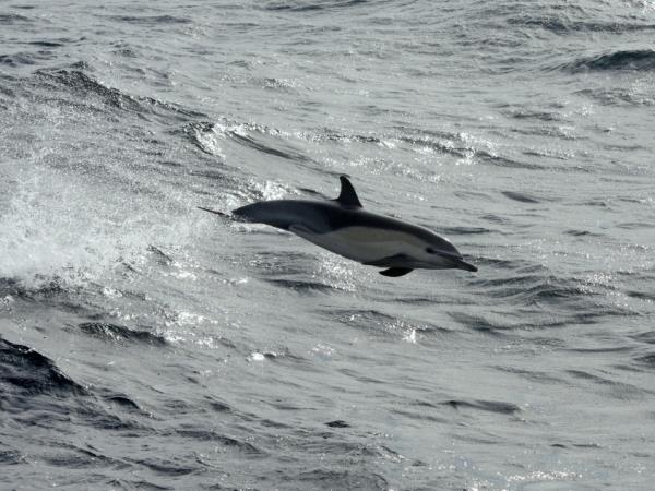 Western Cape wildlife vacation in South Africa