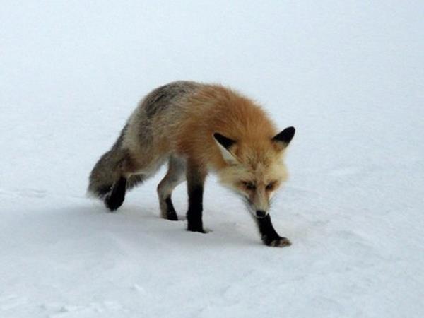 Wolf watching holiday in Yellowstone, USA