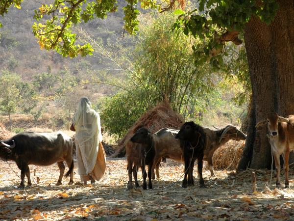 Rajasthan holiday, Christmas time