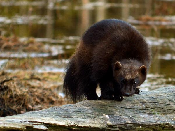 Wolverine photography tour in Finland