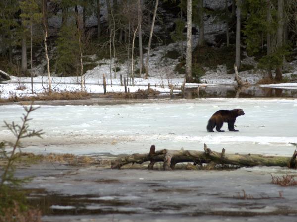 Wolverine photography tour in Finland