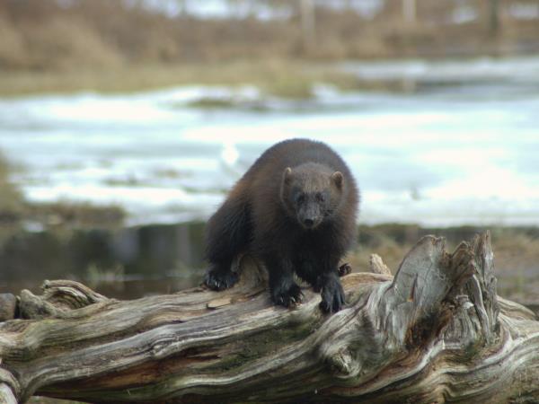 Wolverine photography tour in Finland