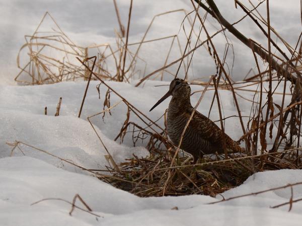 Wolverine photography tour in Finland