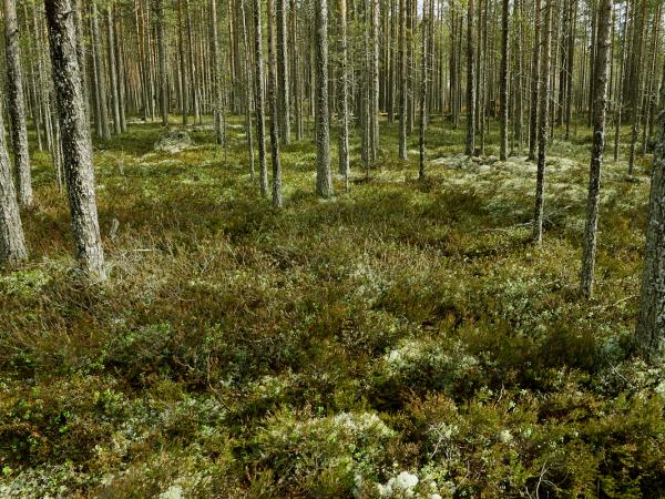 Wolverine photography tour in Finland