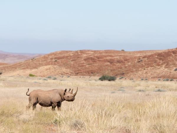 Namibia self drive vacation, big cat conservation